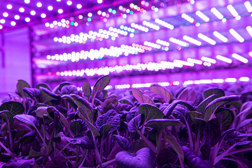 UK-Based Indoor Farming Technology Company Chooses Loveland, Colorado for North American Headquarters